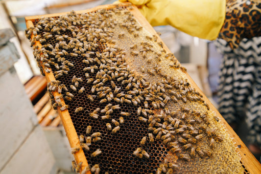 Nature First: Sustainable Beekeeping In Kazakhstan