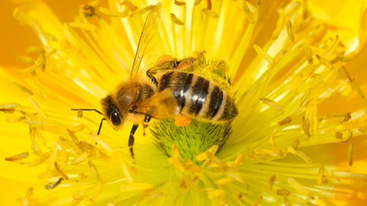 A Day to “Bee” Aware: Honey Bees in Our Ecosystem